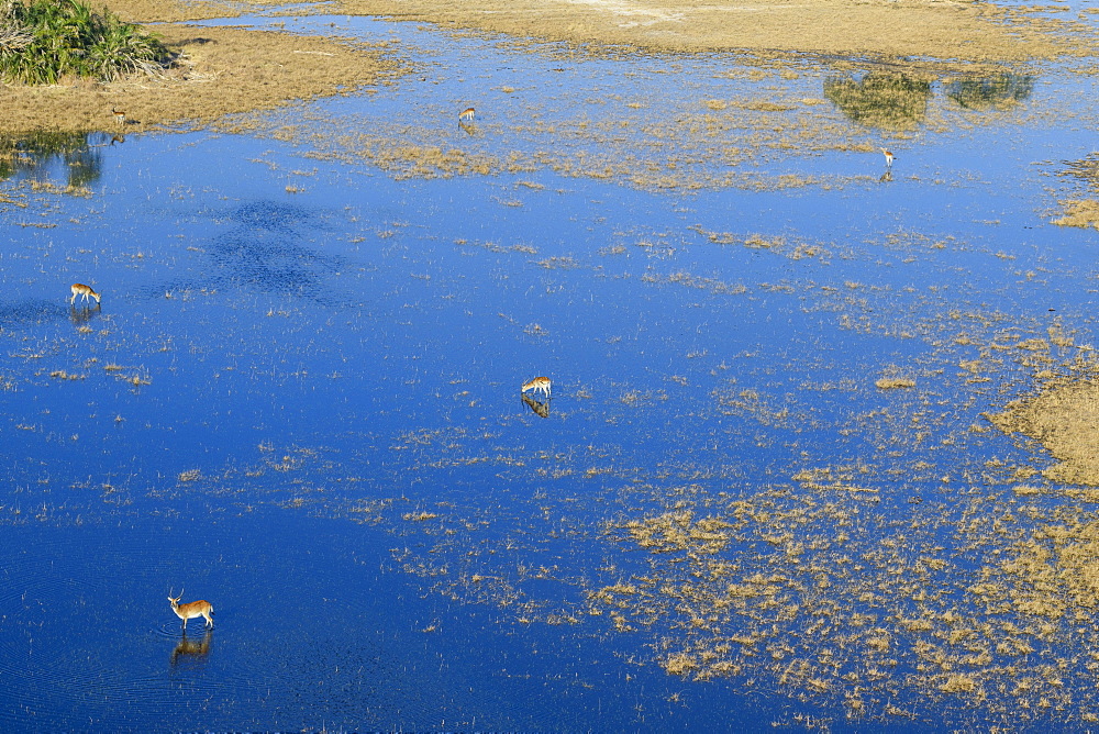 Aeiral view of Red Lechwe (Southern Lechwe) (Kobus leche) standing in water, Macatoo, Okavango Delta, Botswana, Africa