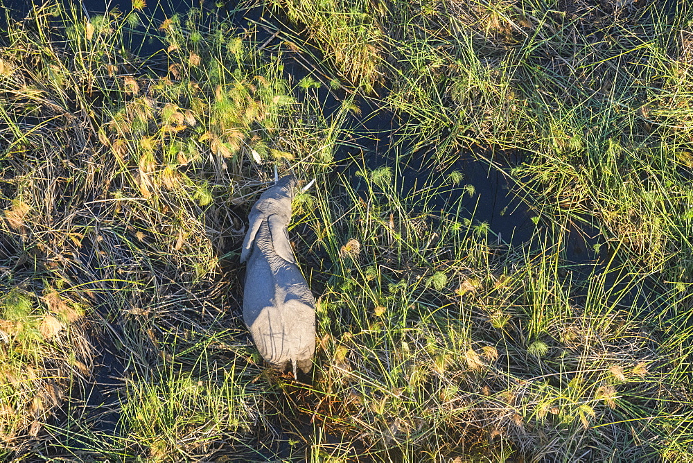 Aerial view of African Elephant (Loxodonta africana) amongst Papyrus, Macatoo, Okavango Delta, Botswana, Africa