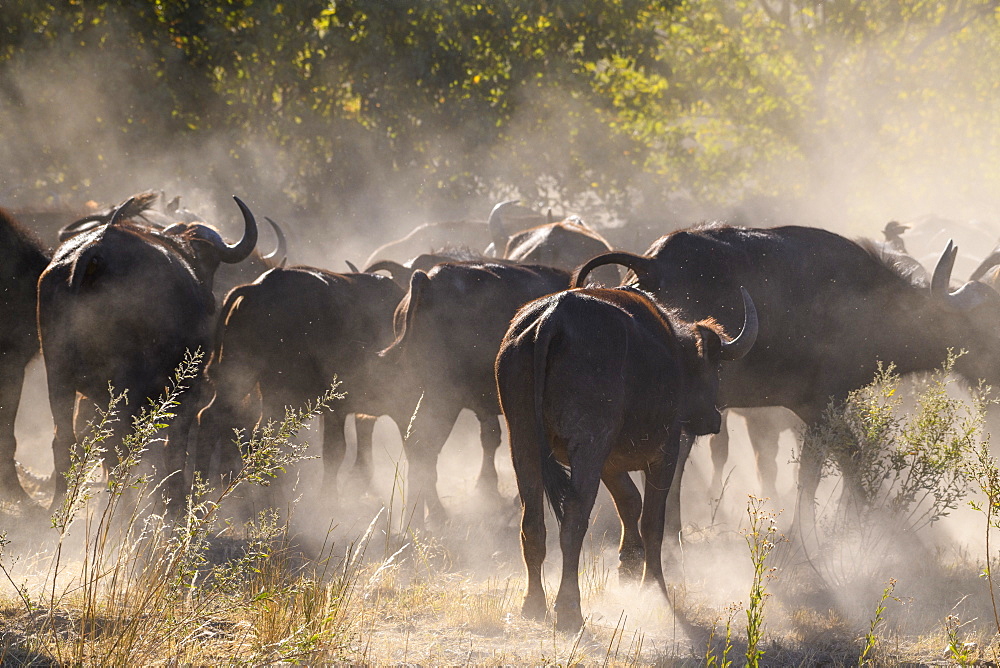 African buffalo (Cape Buffalo) (Syncerus caffer), Bushman Plains, Okavango Delta, Botswana, Africa