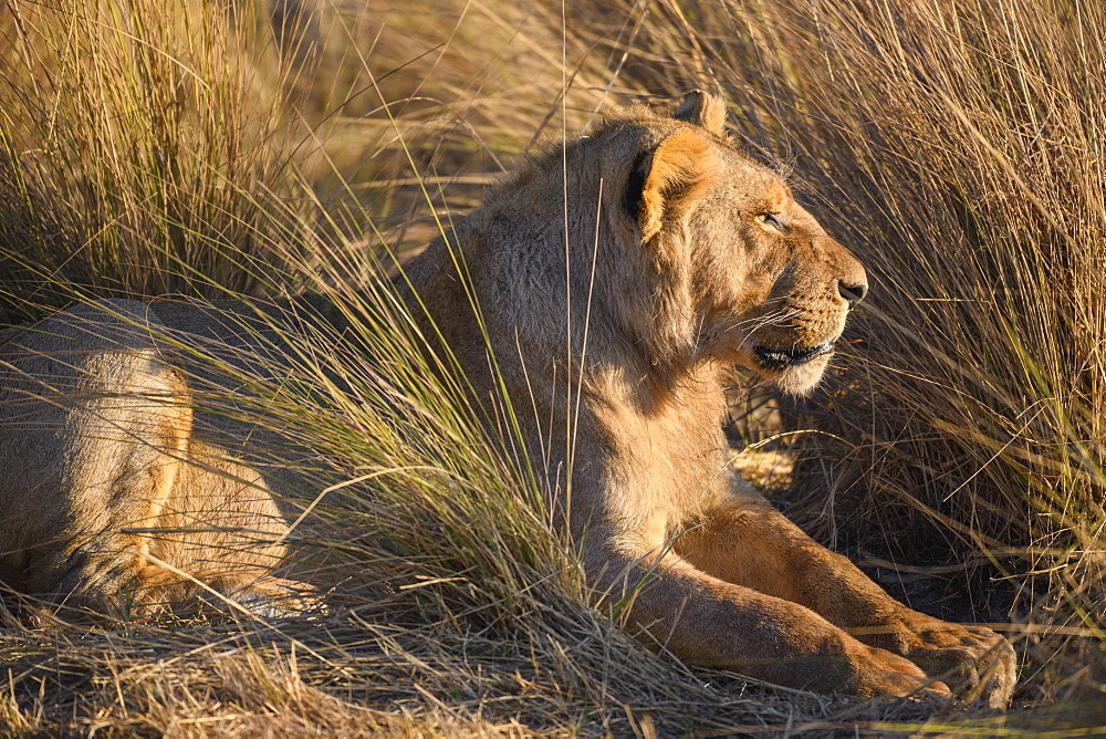 Young Male Lion (Panthera leo), Macatoo, Okavango Delta, Botswana, Africa