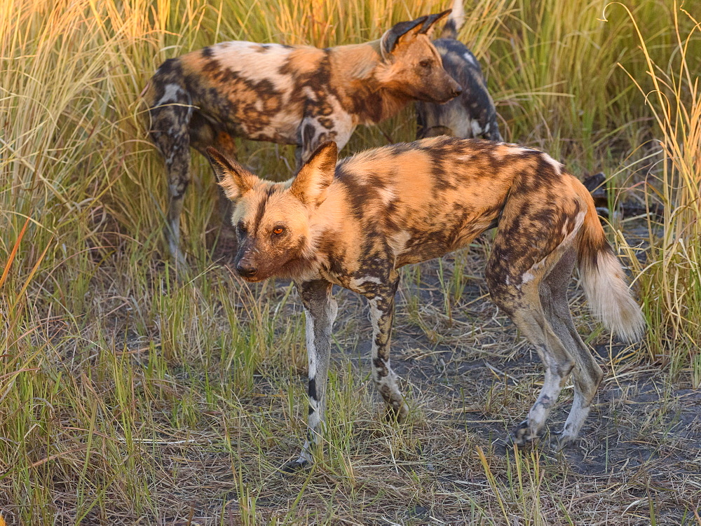 African wild dog (painted wolf) (Lycaon pictus), Bushman Plains, Okavango Delta, Botswana, Africa