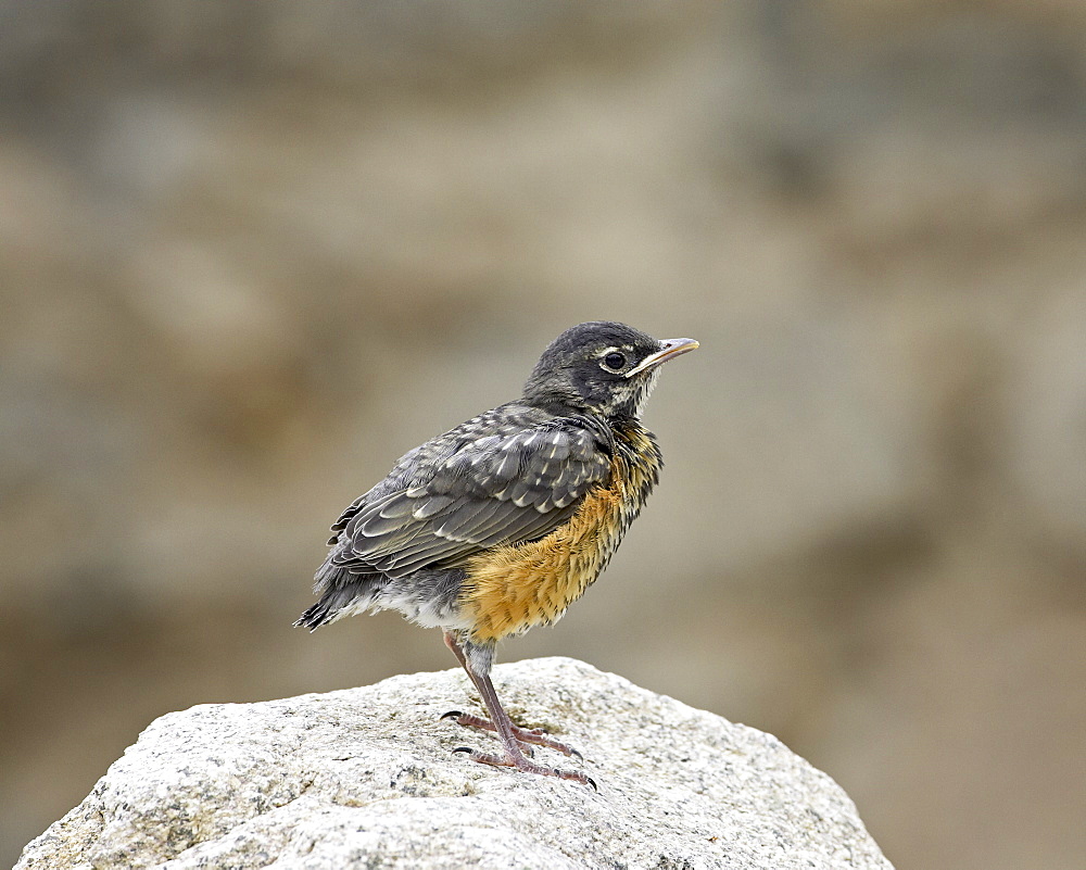 Juvenile American robin (Turdus migratorius), Gunnison County, Colorado, United States of America, North America