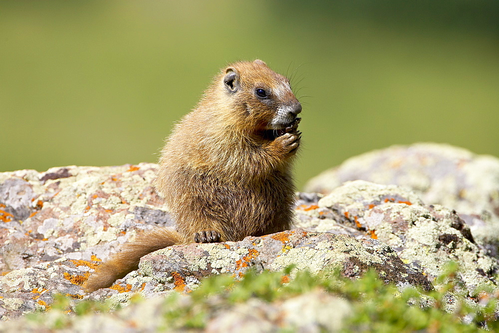 Young yellowbelly marmot (Marmota flaviventris) grooming, Uncompahgre National Forest, Colorado, United States of America, North America