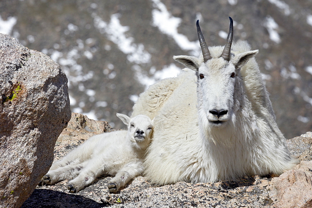 Mountain goat (Oreamnos americanus) nanny and kid, Mount Evans, Colorado, United States of America, North America