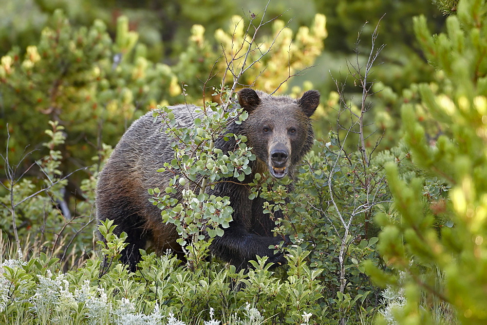 Grizzly bear (Ursus horribilis), Glacier National Park, Montana, United States of America, North America