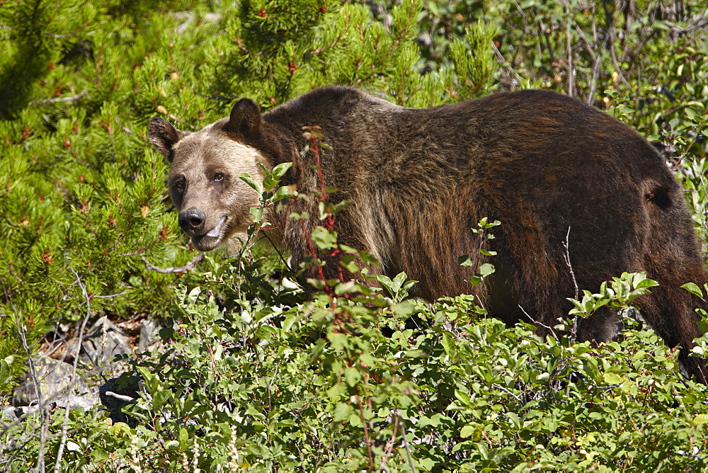 Grizzly bear (Ursus horribilis), Glacier National Park, Montana, United States of America, North America