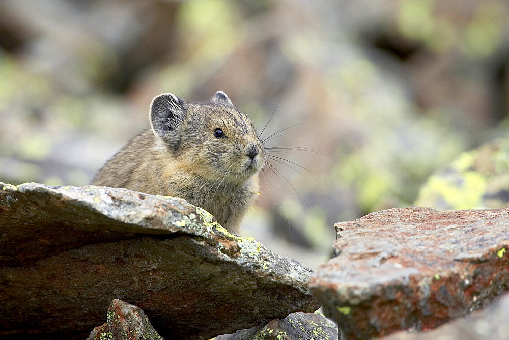 Pica (Pica pica), Clear Lake, San Juan National Forest, Colorado, United States of America, North America