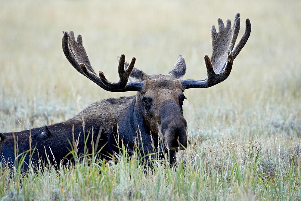 Bull moose (Alces alces), Roosevelt National Forest, Colorado, United States of America, North America