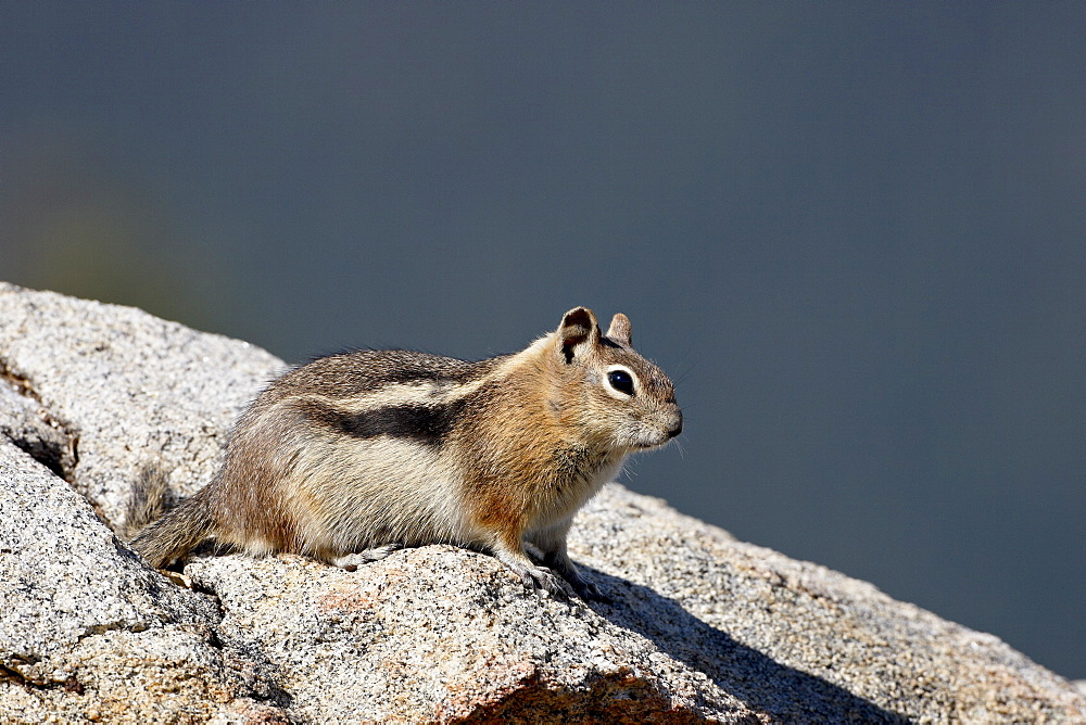 Golden-mantled squirrel (Citellus lateralis), Rocky Mountain National Park, Colorado, United States of America, North America