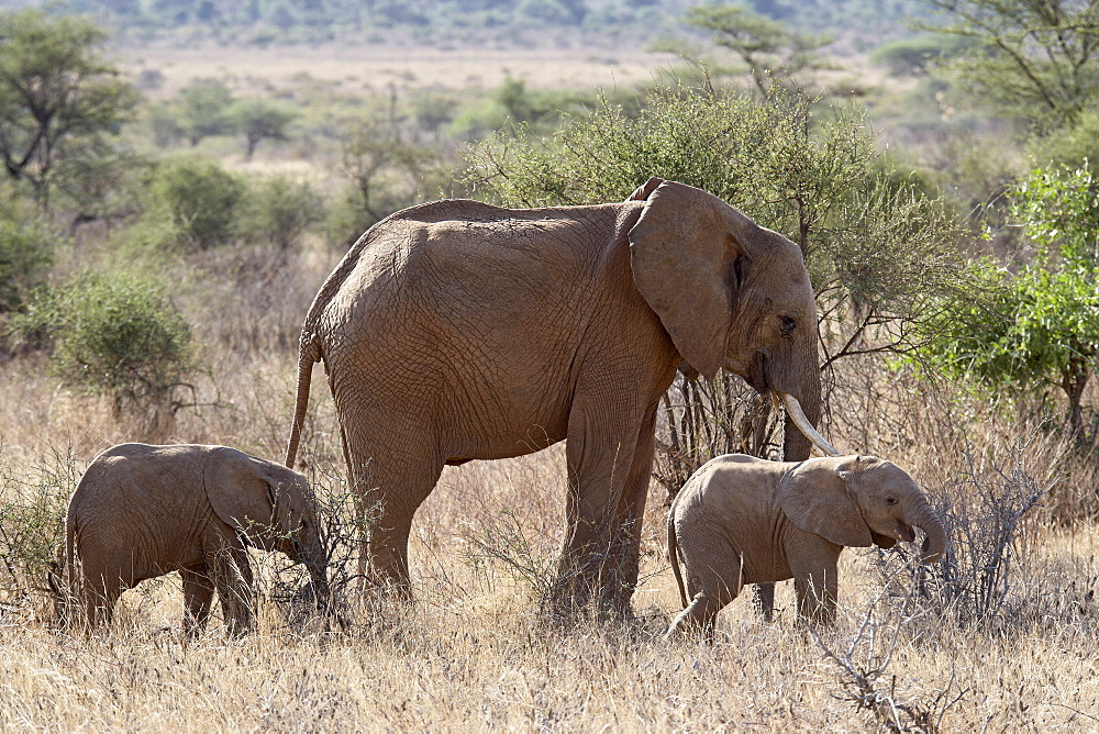 African elephant (Loxodonta africana) mother and two youngsters, Samburu National Reserve, Kenya, East Africa, Africa