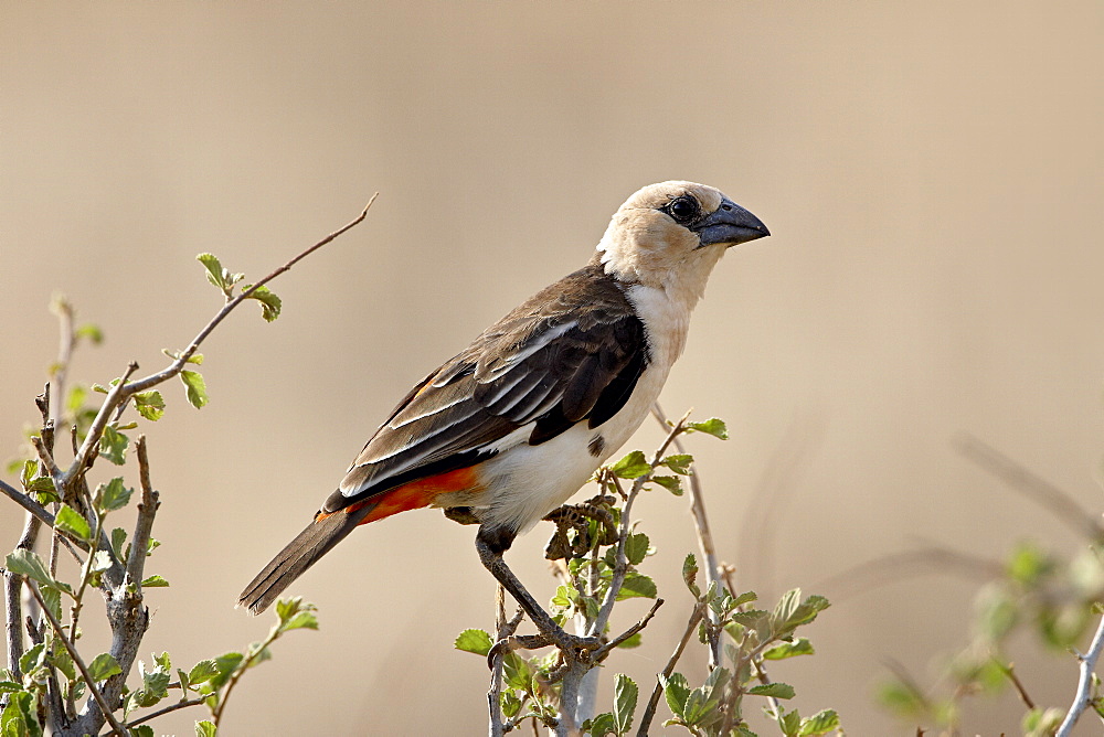 White-headed buffalo-weaver (Dinemellia dinemelli), Samburu National Reserve, Kenya, East Africa, Africa