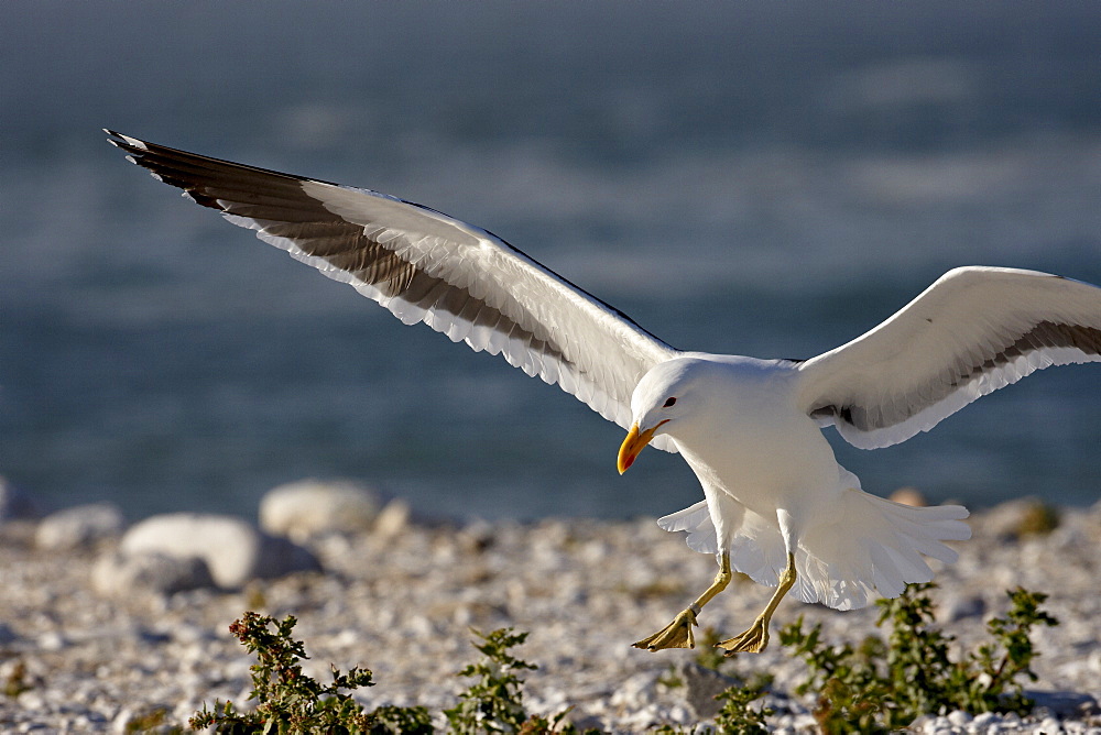 Cape gull (Larus vetula) landing, Lamberts Bay, Western Cape Province, South Africa, Africa