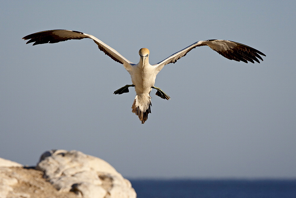 Cape gannet (Morus capensis) landing, Lamberts Bay, Western Cape Province, South Africa, Africa