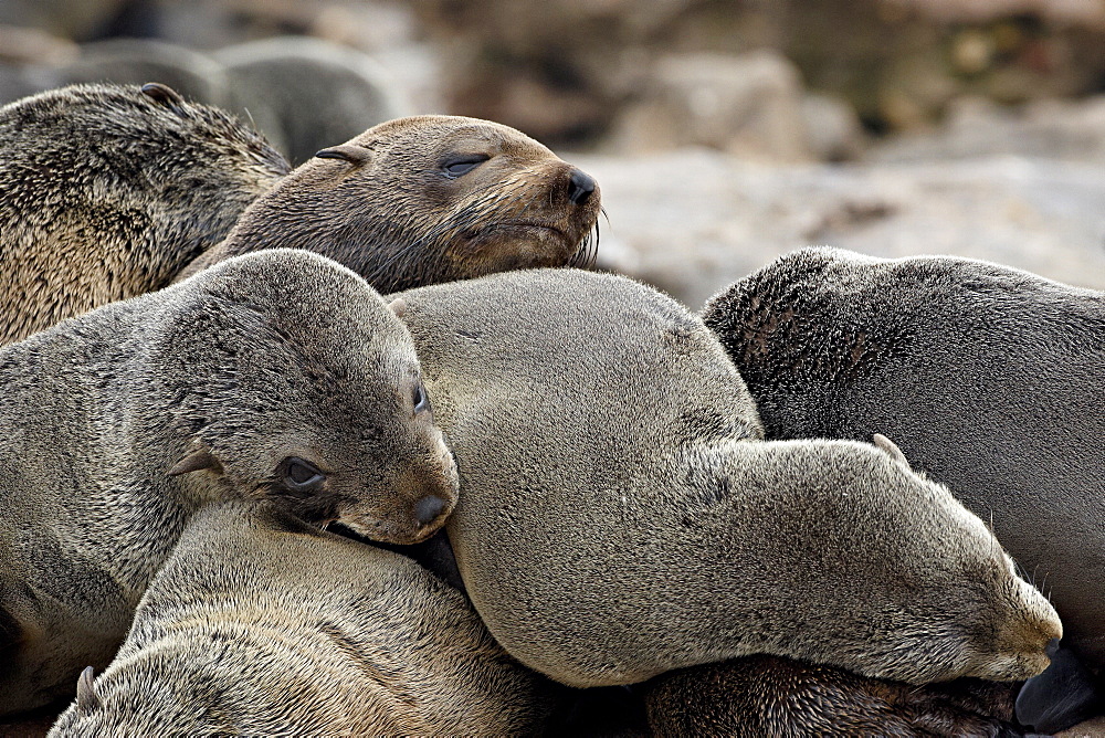 Cluster of Cape fur seal (South African fur seal) (Arctocephalus pusillus), Elands Bay, Western Cape Province, South Africa, Africa