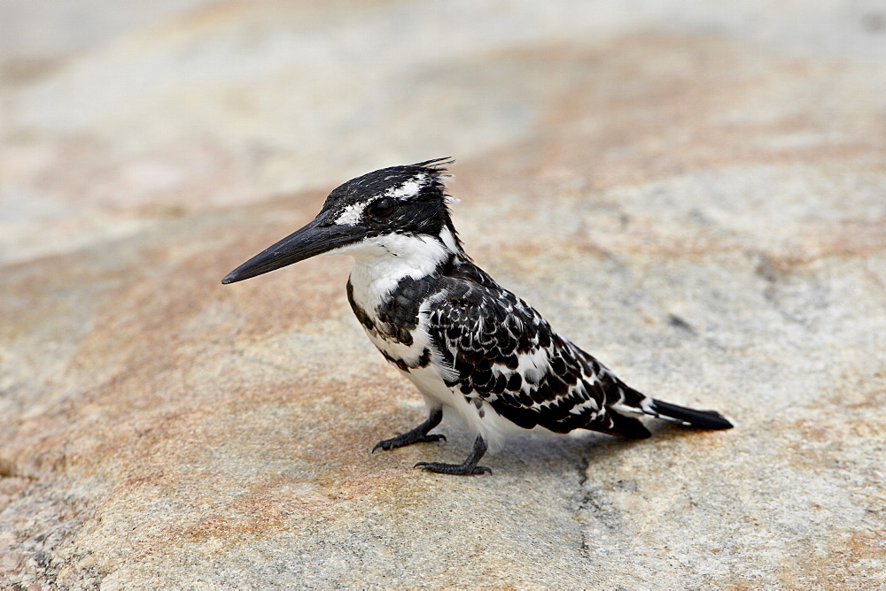 Pied kingfisher (Ceryle rudis), Kruger National Park, South Africa, Africa