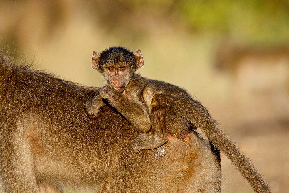 Infant Chacma baboon (Papio ursinus) riding its mother's back, Kruger National Park, South Africa, Africa