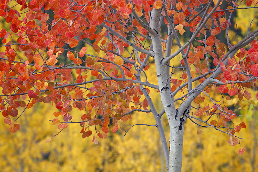 Orange and yellow aspen leaves, White River National Forest, Colorado, United States of America, North America