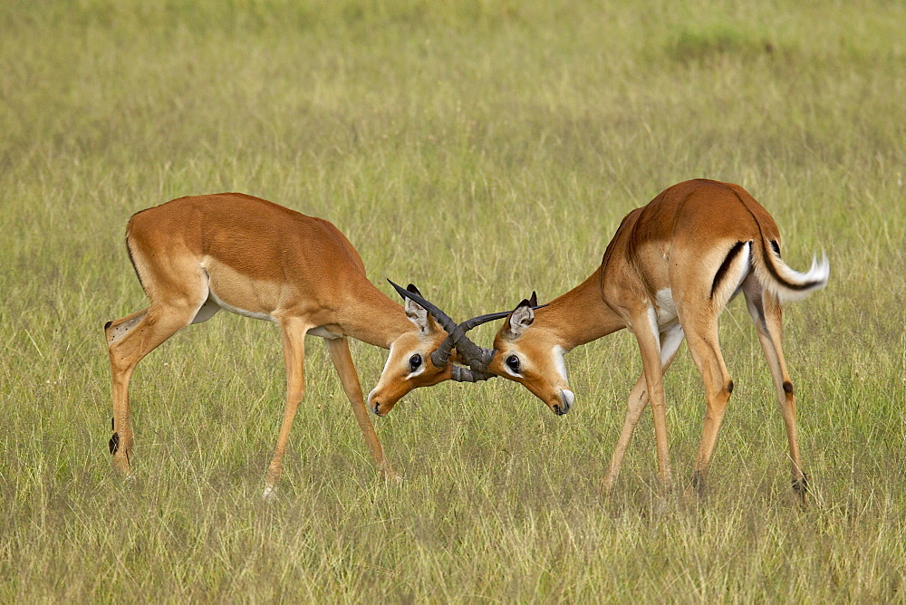 Two male impala (Aepyceros melampus) sparring, Serengeti National Park, Tanzania, East Africa, Africa