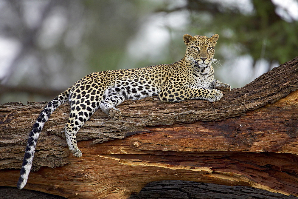 Leopard (Panthera pardus), Samburu National Reserve, Kenya, East Africa, Africa