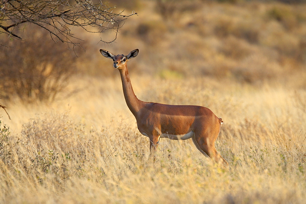 Female gerenuk (Litocranius walleri), Samburu National Reserve, Kenya, East Africa, Africa