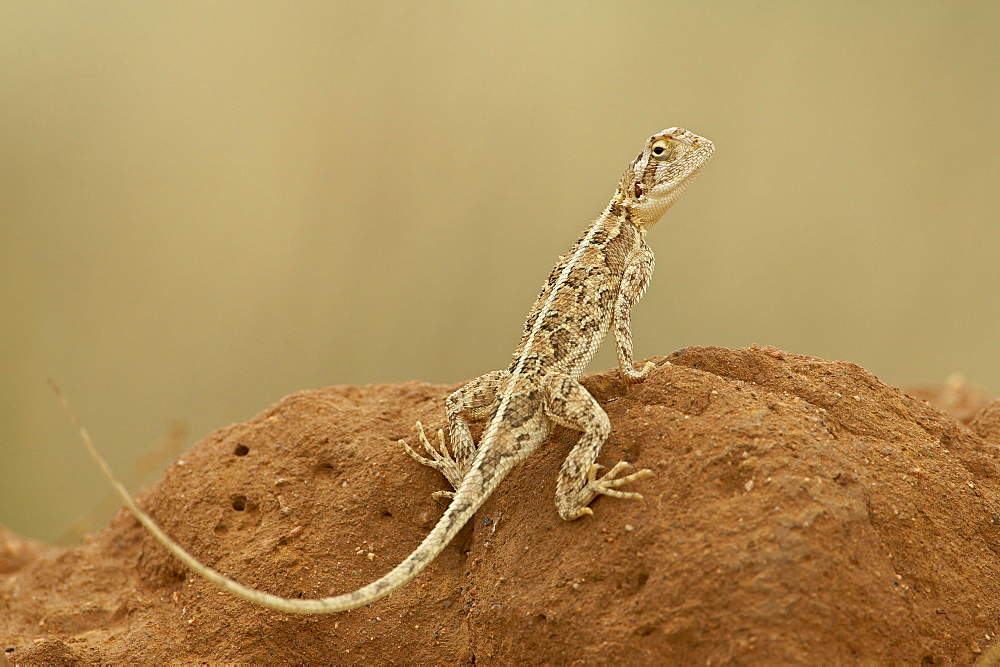 Common ground agama (Agama aculeata), Samburu National Reserve, Kenya, East Africa, Africa