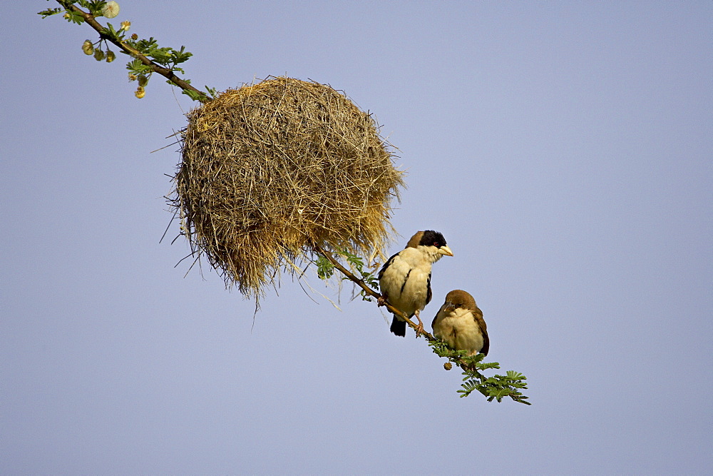 Adult and immature black-capped social weaver (Pseudonigrita cabanisi) near their nest, Samburu National Reserve, Kenya, East Africa, Africa