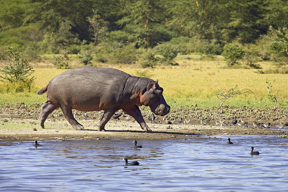 Hippopotamus (Hippopotamus amphibius) out of the water, Lake Naivasha, Kenya, East Africa, Africa