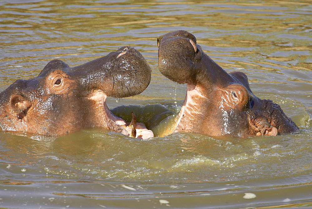 Two hippopotamus (Hippopotamus amphibius) fighting, Masai Mara Game Reserve, Kenya, East Africa, Africa