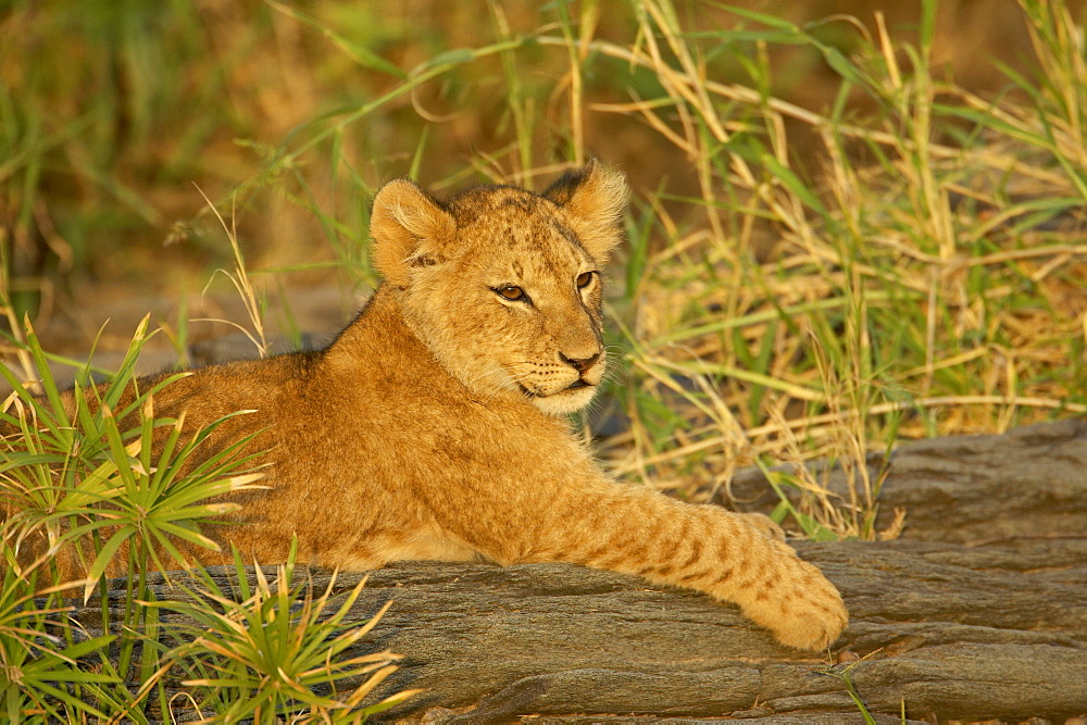 Lion cub (Panthera leo), Masai Mara National Reserve, Kenya, East Africa, Africa