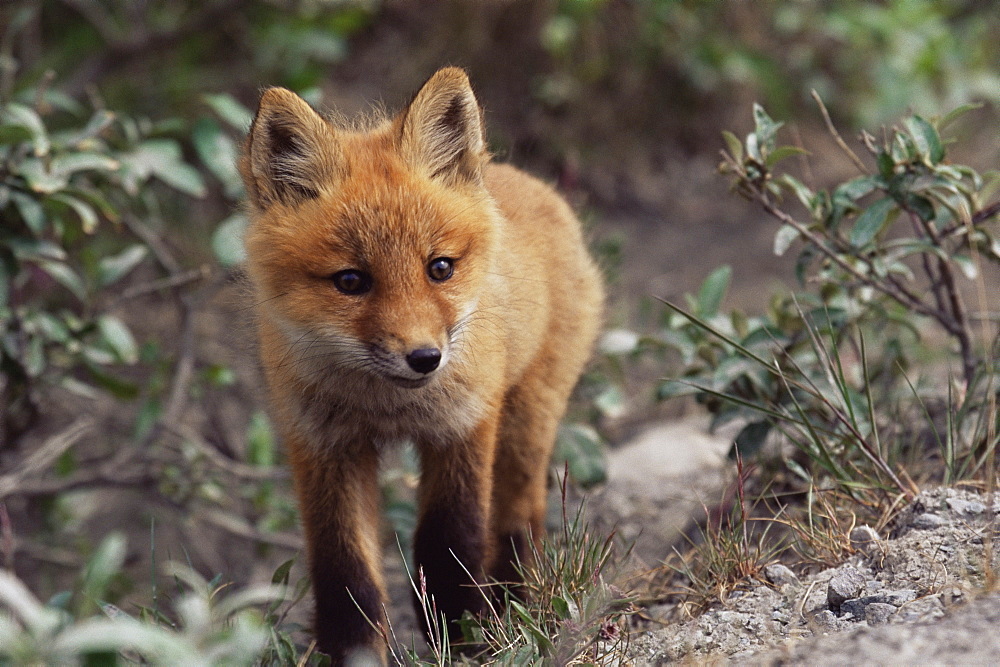 Red fox pup (Vulpes fulva), Brooks Range, Alaska, United States of America, North America