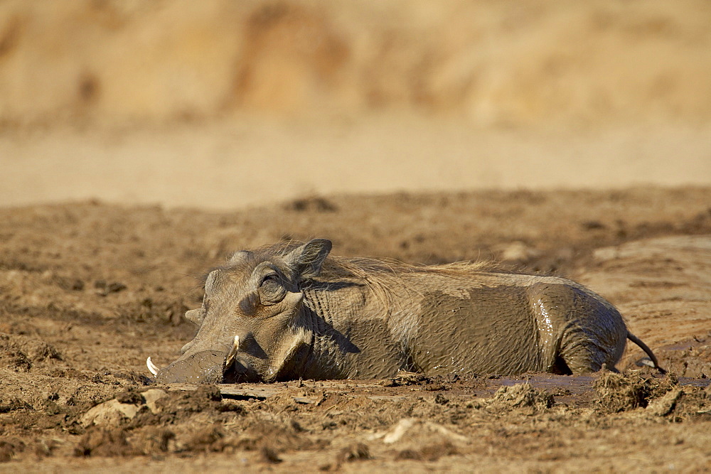 Warthog (Phacochoerus aethiopicus) mud bathing, Addo Elephant National Park, South Africa, Africa