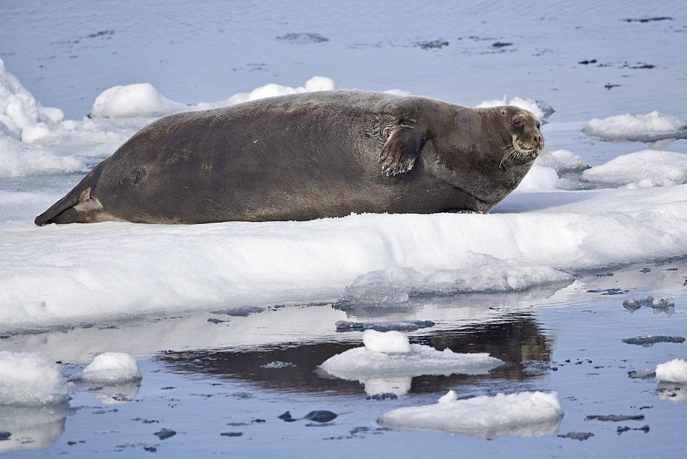 Bearded seal (Erignathus barbatus) on ice, Svalbard Islands, Arctic, Norway, Europe