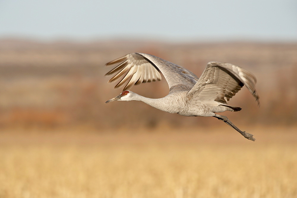 Sandhill crane (Grus canadensis) in flight, Bosque Del Apache National Wildlife Refuge, New Mexico, United States of America, North America