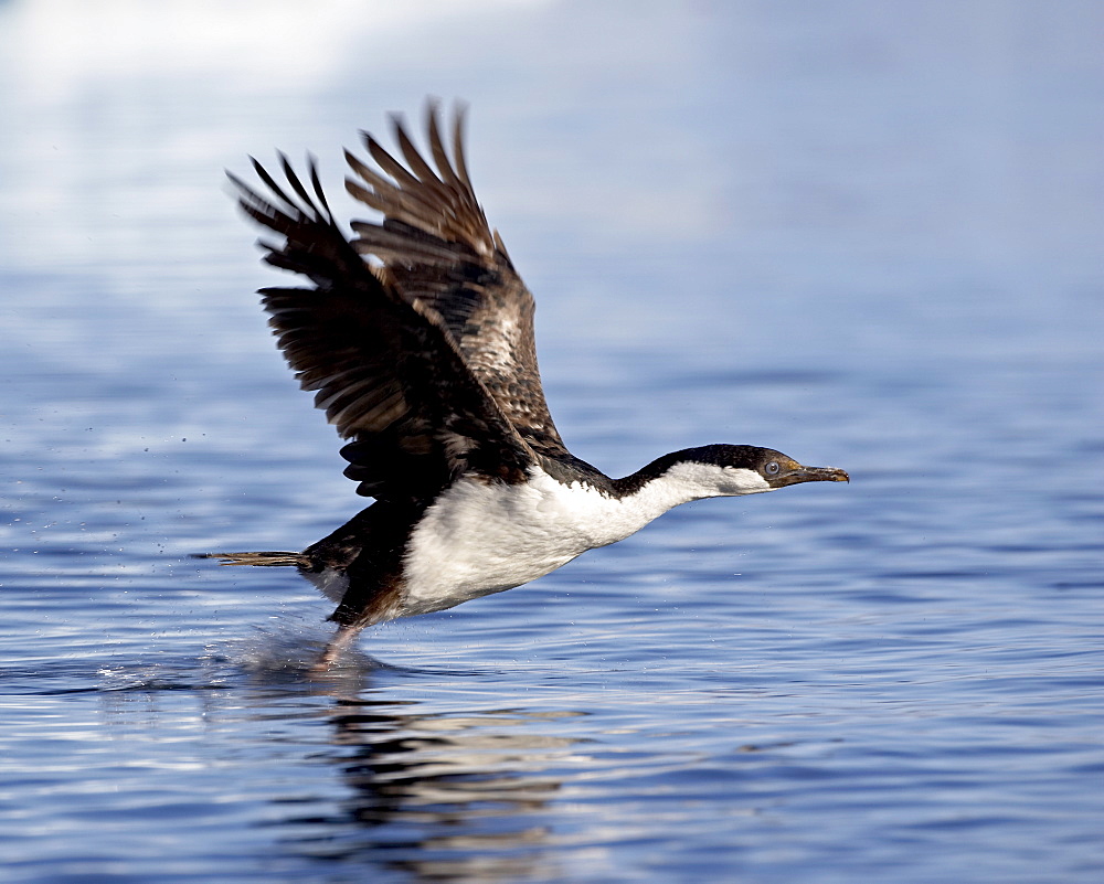 Blue-eyed shag (blue-eyed cormorant) (Antarctic cormorant) (Phalacrocorax atriceps) taking off from the water, Paulete Island, Antarctic Peninsula, Antarctica, Polar Regions