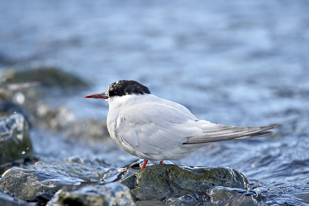 Antarctic tern (Sterna vittata), Grytviken, South Georgia, Polar Regions