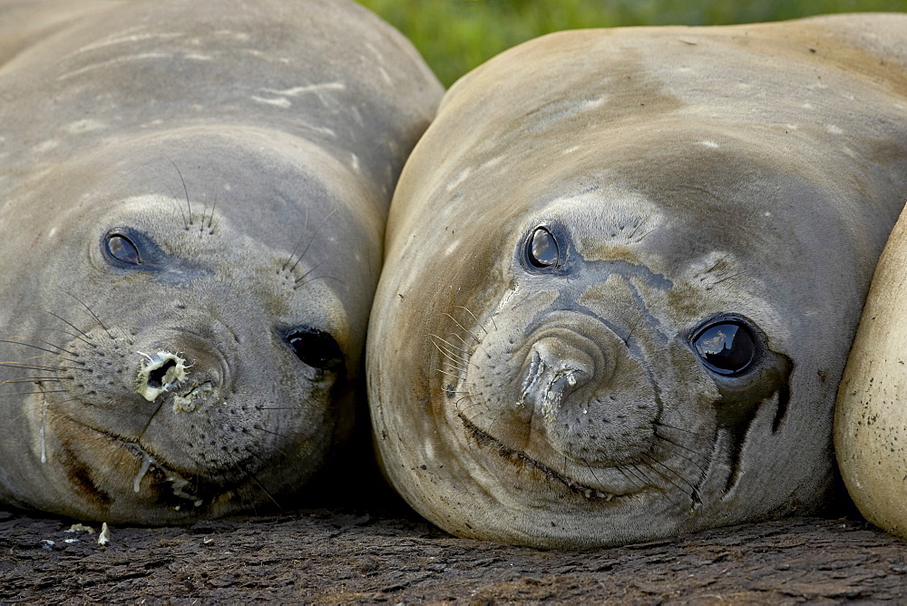 Two female Southern elephant seal (Sea elephant) (Mirounga leonina), Grytviken, South Georgia, Polar Regions