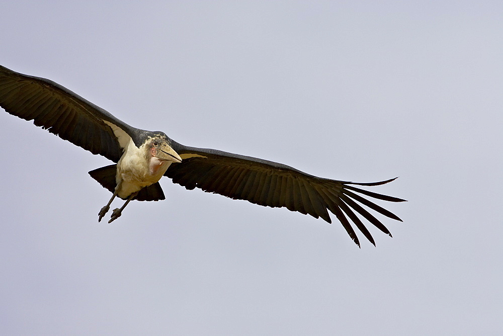 Marabou stork (Leptoptilos crumeniferus) in flight, Masai Mara National Reserve, Kenya, East Africa, Africa