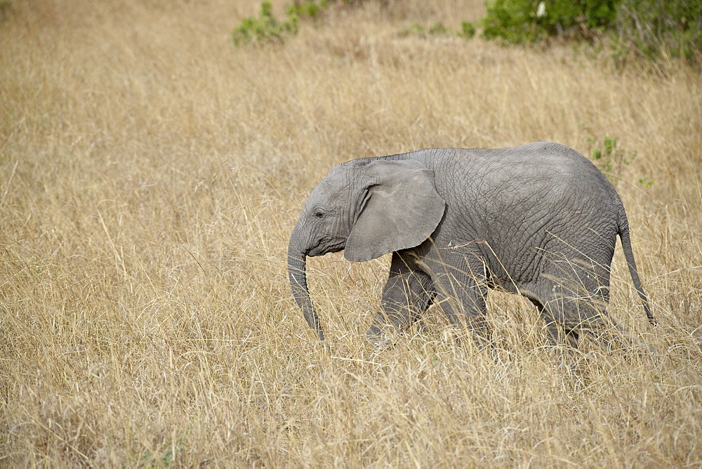 Young African elephant (Loxodonta africana), Masai Mara National Reserve, Kenya, East Africa, Africa