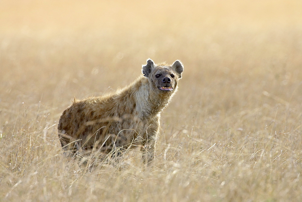 Spotted hyena (spotted hyaena) (Crocuta crocuta), Masai Mara National Reserve, Kenya, East Africa, Africa