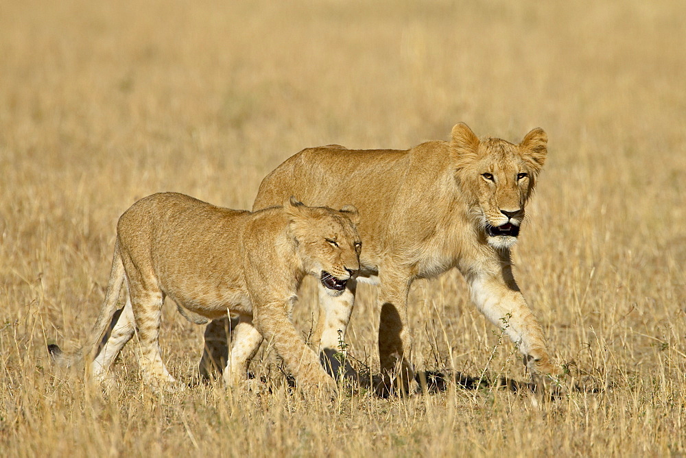 Lion (Panthera leo) cubs, Masai Mara National Reserve, Kenya, East Africa, Africa