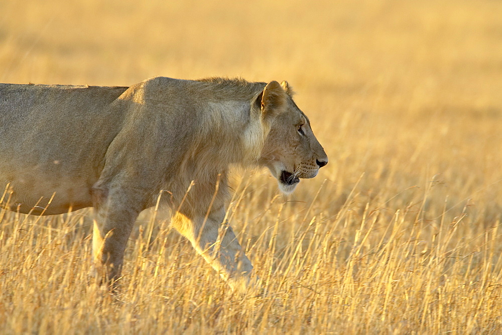 Young male lion (Panthera leo), Masai Mara National Reserve, Kenya, East Africa, Africa