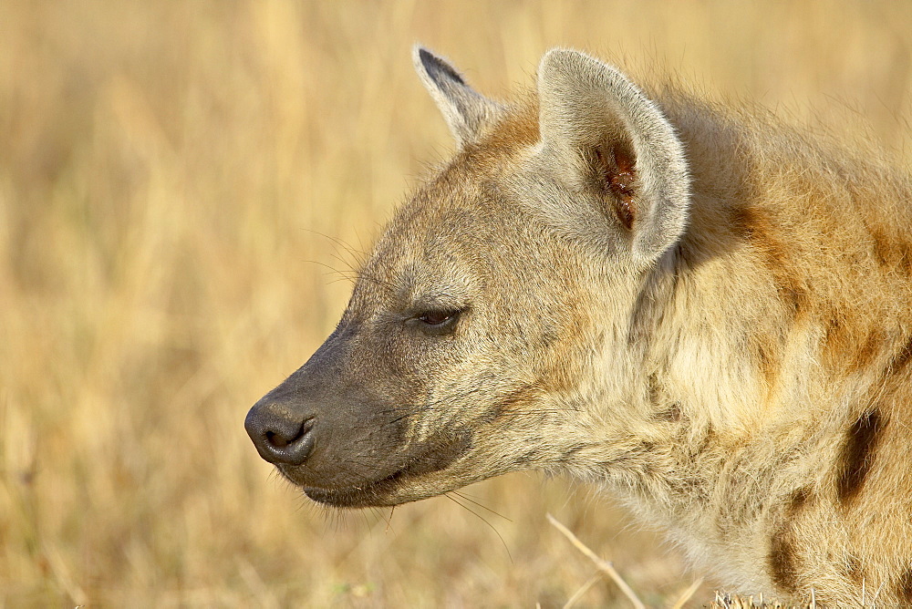 Spotted hyena (spotted hyaena) (Crocuta crocuta), Masai Mara National Reserve, Kenya, East Africa, Africa