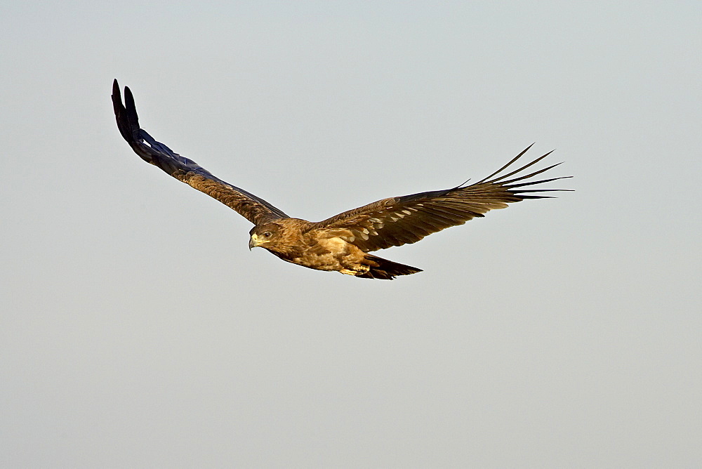 Tawny eagle (Aquila rapax) in flight, Masai Mara National Reserve, Kenya, East Africa, Africa