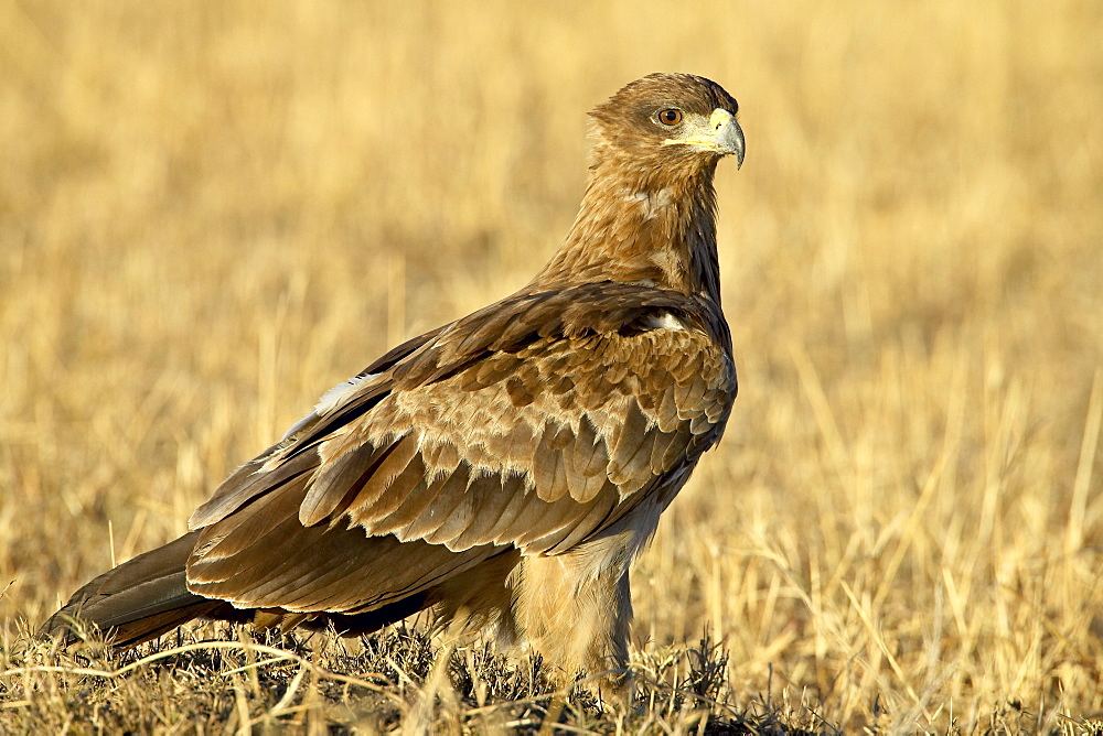 Tawny eagle (Aquila rapax), Masai Mara National Reserve, Kenya, East Africa, Africa