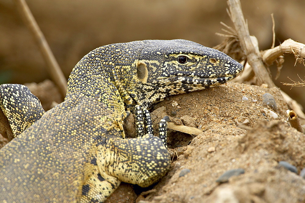 Water monitor (Varanus niloticus), Kruger National Park, South Africa, Africa