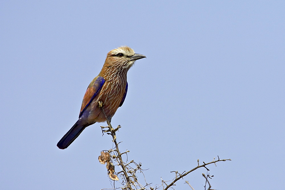 Rufus-crowned roller (purple roller) (Coracias naevia), Kruger National Park, South Africa, Africa