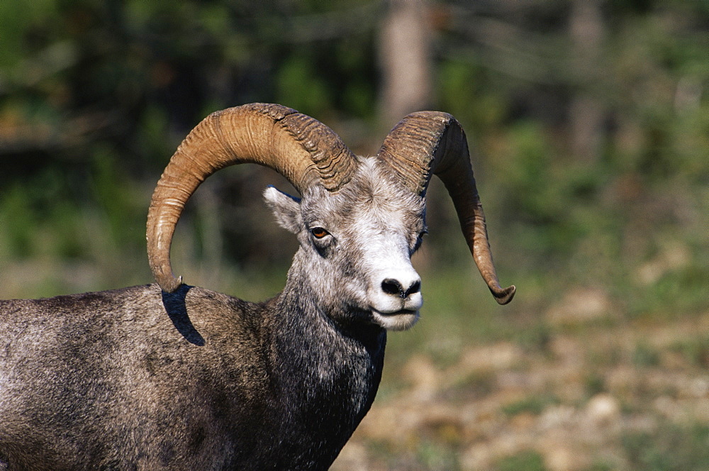 Male stone sheep (Ovis dalli stonei), Stone Mountain Provincial Park, British Columbia, Canada, North America