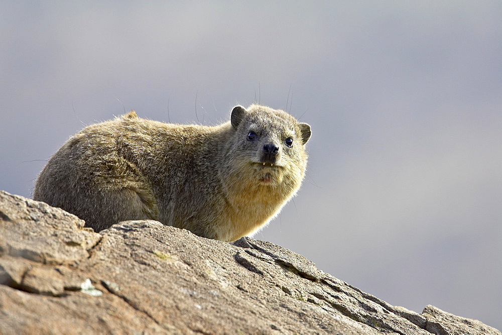 Rock hyrax (rock dassie) (Procavia capensis), Mountain Zebra National Park, South Africa, Africa