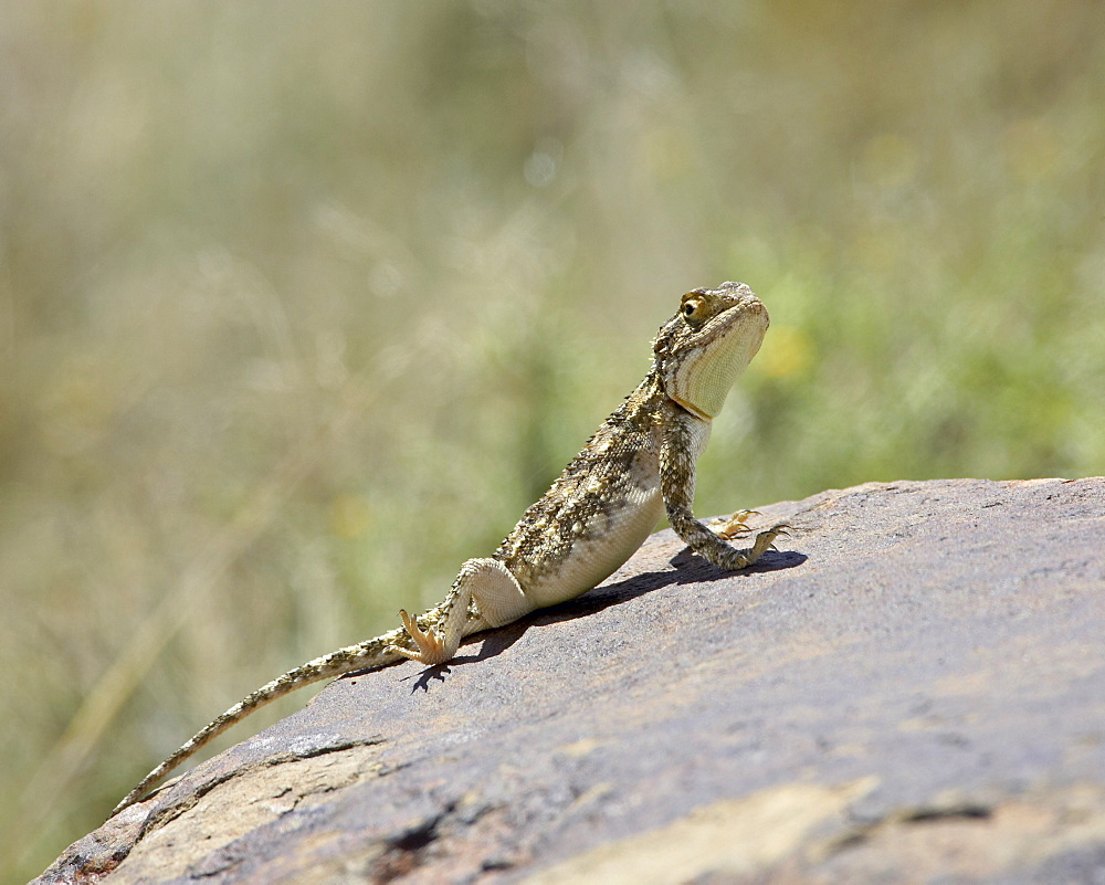 Southern spiny agama (Agama hispida), Mountain Zebra National Park, South Africa, Africa