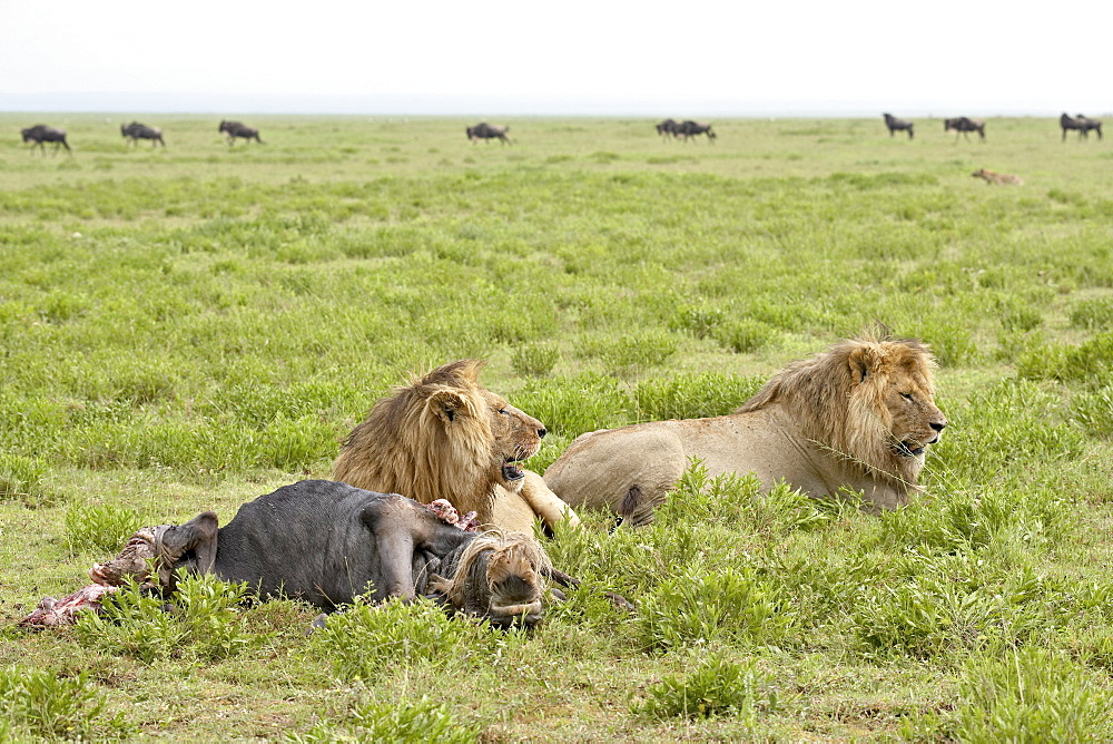 Two lion (Panthera leo) at a blue wildebeest kill, Serengeti National Park, Tanzania, East Africa, Africa